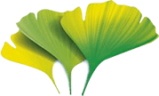 Ginkgo biloba